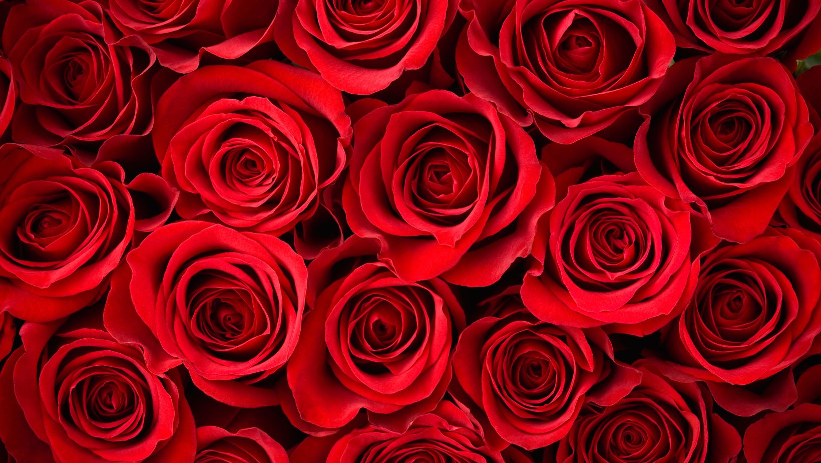 Rosen im Hintergrund - Frauenkreise Mallorca