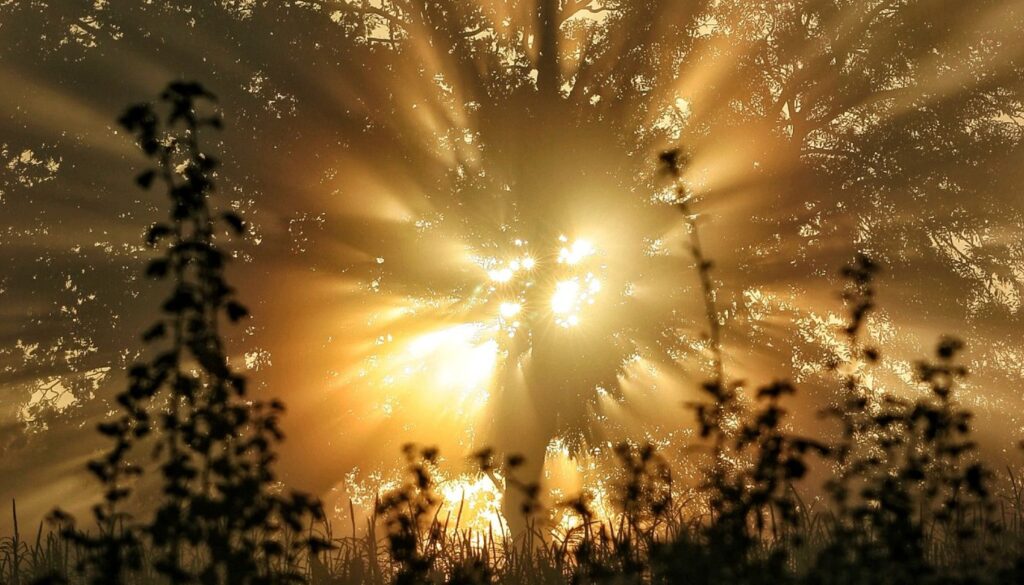 Waldlichtung, Licht durchströmt