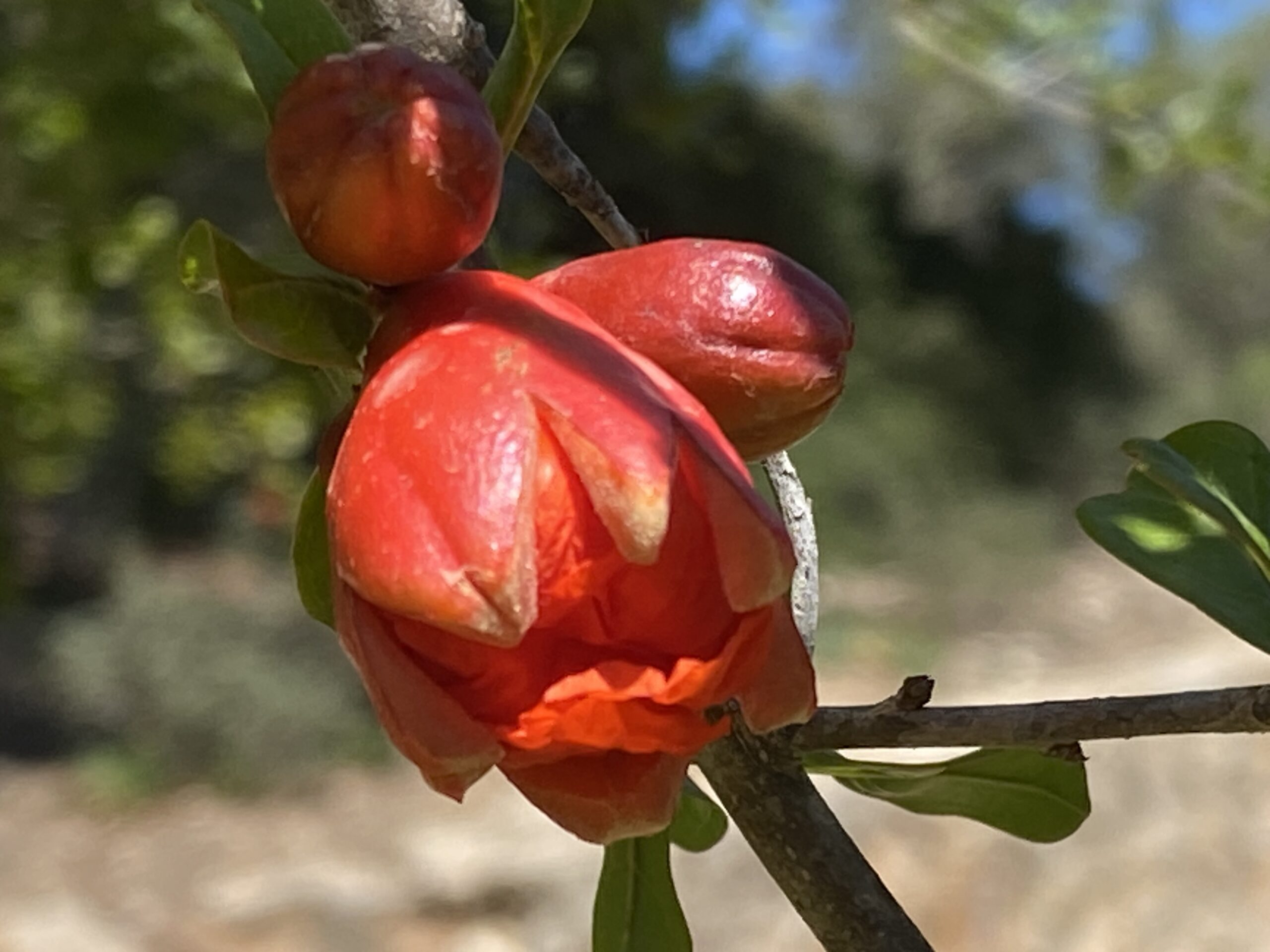 Titelbild Blog - Entstehungsgeschichte Crew Mallorca-United